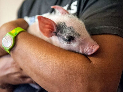 Cofanetto Avventura in famiglia tra i vigneti: tour guidato con degustazione e momenti in allevamento di Cinta Senese