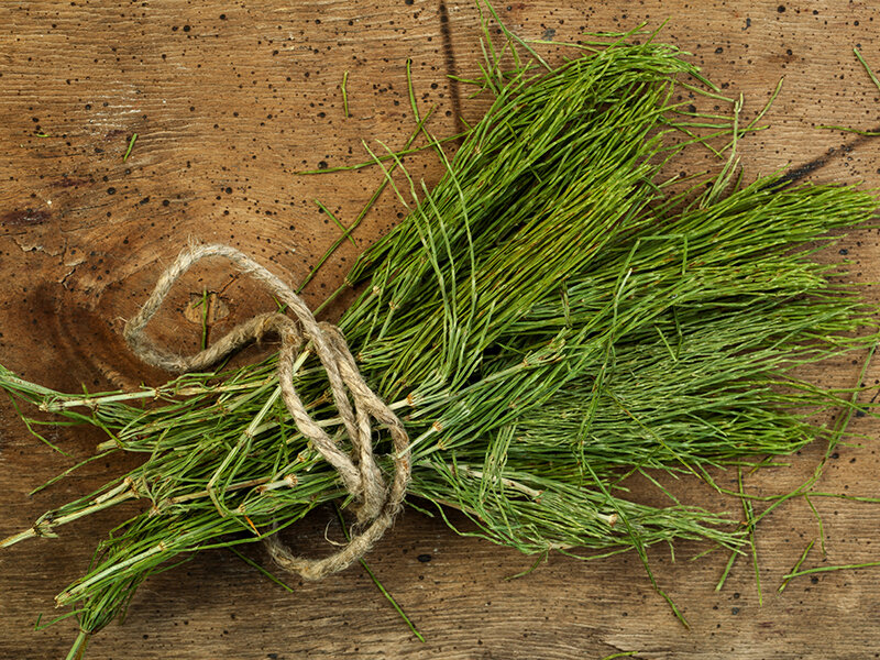 Alla scoperta delle erbe officinali con un percorso guidato nel giardino botanico