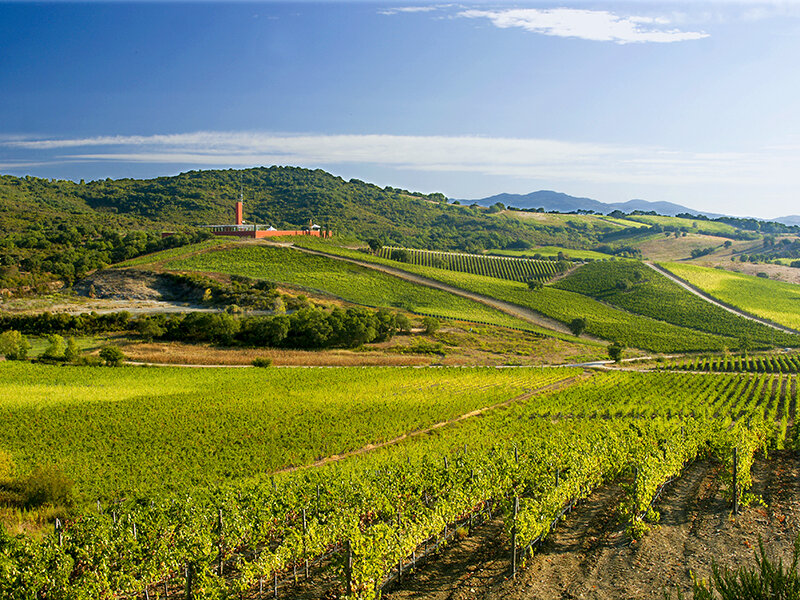 Visita enologica con degustazione di vini maremmani e schiaccia tipica per 2