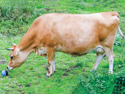 Séance de golf originale parmi les animaux en Normandie