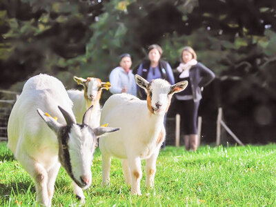 Golf au milieu des animaux et des champs pour 3 en Normandie