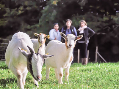 Partie de golf en famille ou entre amis au milieu des animaux