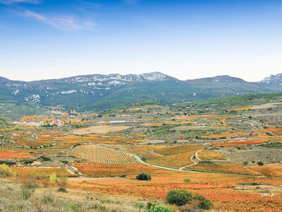 Bodegas Abeica: 4 botellas DOCa Rioja a domicilio