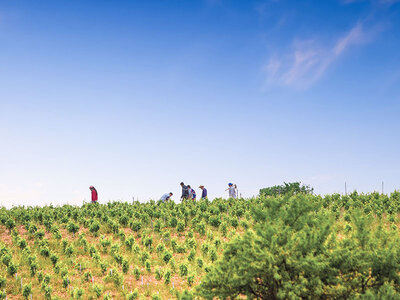 Caja Bodega Alto de Enebro: 3 botellas de vino tinto a domicilio