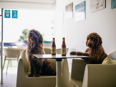 Acceso a la piscina canina para 2 perros y 2 cervezas