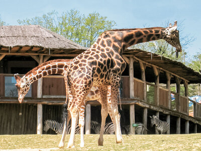 Coffret Sortie en famille au Parc Zoologique d'Amnéville