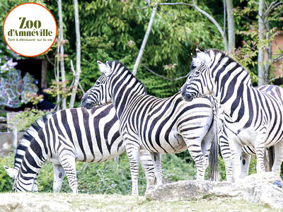 Coffret cadeau Journée au Parc Zoologique d'Amnéville en famille