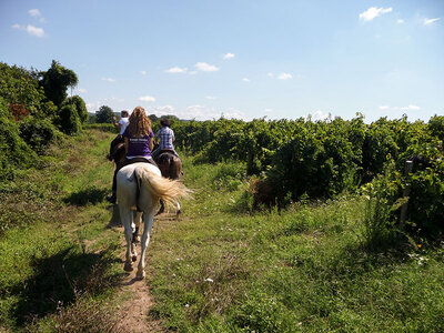 Cofanetto Tutti in sella in Toscana: passeggiata a cavallo di 1h con lezione introduttiva per 4