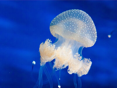 Cofanetto Visita all'Acquario di Cattolica con pranzo incluso per 2 adulti e 1 bambino