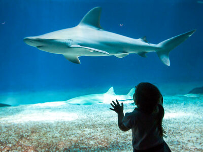 In fondo al mar: visita all’Acquario di Genova con pranzo incluso per 2 adulti e 1 bambino