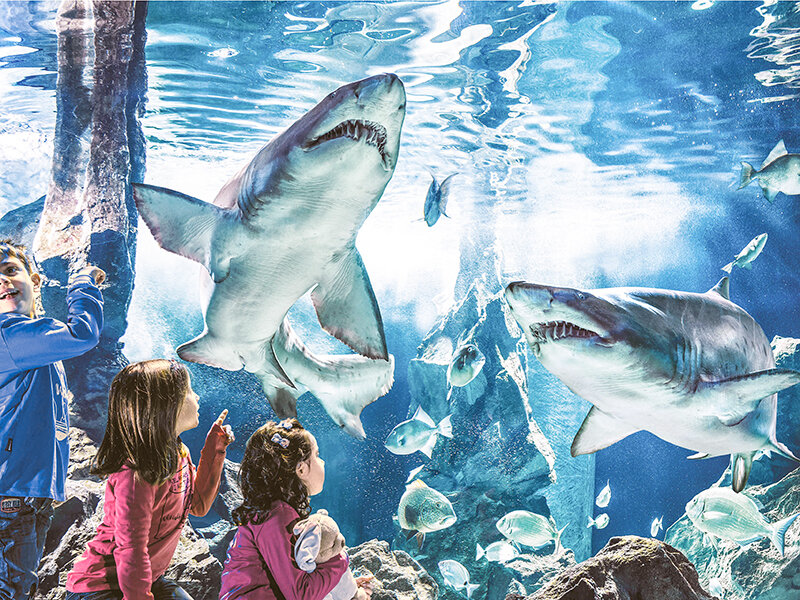 Visita all'Acquario di Cattolica con pranzo incluso per 2 adulti e 2 bambini