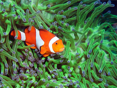 Cofanetto Visita all'Acquario di Cattolica con pranzo incluso per 2 adulti e 2 bambini