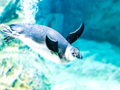 Cofanetto regalo In famiglia all'Acquario di Genova: 1 ingresso con pranzo incluso per 2 adulti e 2 bambini