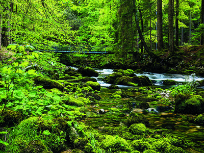 Box 100% Schweizer Abenteuer bei einem Besuch der Vallorbe-Höhlen und einem köstlichen Käse