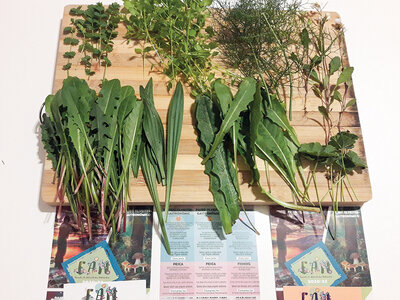 Paseo silvestre gastronómico con Escuela de Actividades Naturales