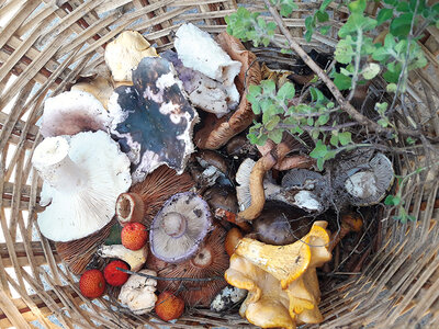 Caja regalo Paseo silvestre gastronómico con Escuela de Actividades Naturales