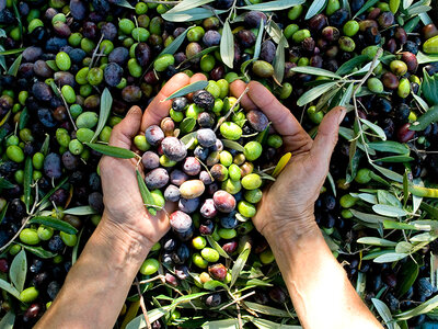 Cofanetto regalo 6 bottiglie di olio EVO sicliano o ligure, paté di olive e carciofini sott’olio a casa tua