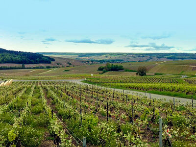 Coffret Visite gourmande d'un domaine avec dégustation de champagne rosé