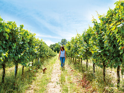 Magia ed enologia: raffinate degustazioni di vino per 2