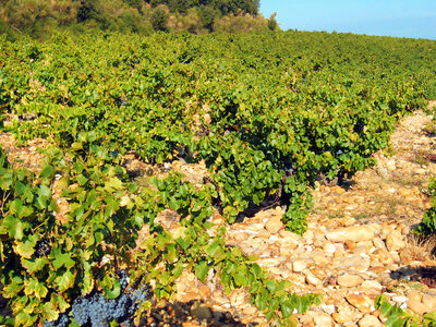 Assortiment de 6 bouteilles de châteauneuf-du-pape livré à domicile