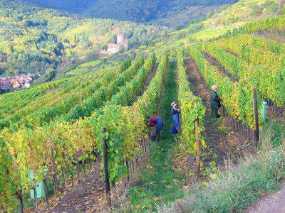 Visite œnologique avec dégustation en duo et 3 bouteilles de vin près de Colmar