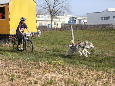 Cofanetto Divertimento in monopattino: una sessione di 1h e 30min con un cane da slitta