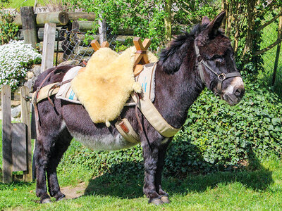 Promenade à dos d’âne avec kit fondue ou panier pique-nique près d’Yverdon-les Bains