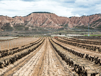 Caja Una Navidad enológica: visita a viñedo y cata de vino para 2 personas