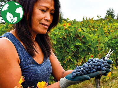 Coffret cadeau Découverte de vignes biodynamiques avec dégustation de vins en Gironde