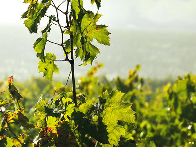 Découverte de vignes biodynamiques avec dégustation de vins en Gironde