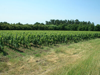 Visite de vignoble biologique avec dégustation de 3 vins pour 2 près de Blaye