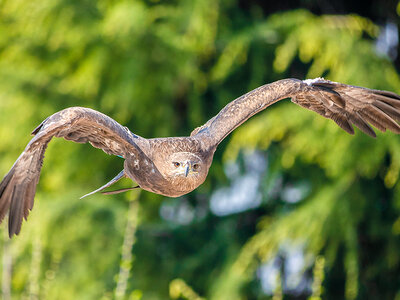Cofanetto regalo Esperienza di falconeria con spettacolo e visita ai rapaci a Cividale del Friuli