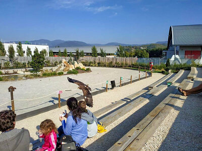 Esperienza di falconeria con spettacolo e visita ai rapaci a Cividale del Friuli