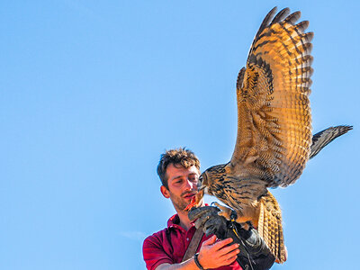 Cofanetto Esperienza di falconeria con spettacolo e visita ai rapaci a Cividale del Friuli
