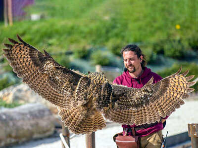Esperienza di falconeria con aperitivo, spettacolo e visita ai rapaci a Cividale del Friuli