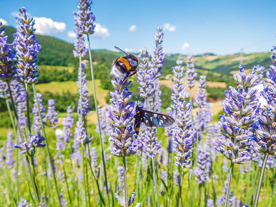 Cofanetto regalo Birdwatching, tour naturalistico e degustazione per 4 persone