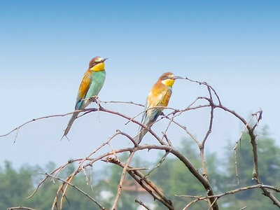 Birdwatching, tour naturalistico e degustazione per 4 persone