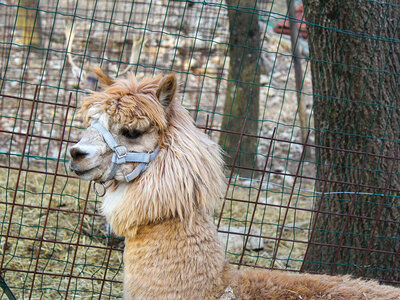 Cofanetto Nella vecchia fattoria: attività con gli animali con degustazione per 2 adulti e 2 bambini