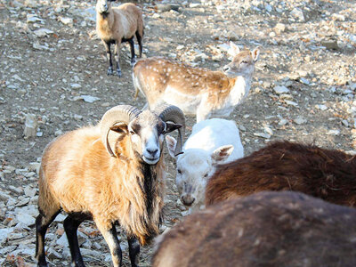 Nella vecchia fattoria: attività con gli animali con degustazione per 2 adulti e 2 bambini