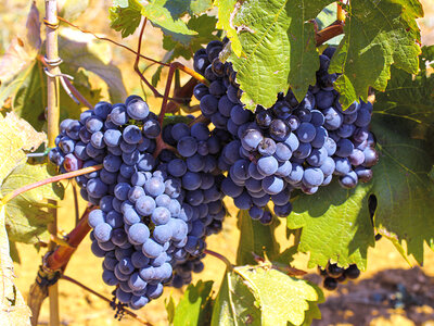 Caja Enoturismo para papá: 1 visita a bodega con degustación