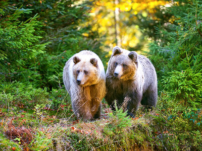 Cadeaubon Toegang tot het Wildpark in Han-sur-Lesse voor 2 volwassenen