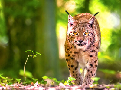 Doos Toegang tot het Wildpark in Han-sur-Lesse voor 2 volwassenen