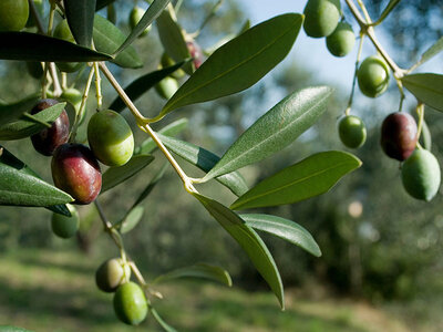 L’oro verde in tavola: 3 bottiglie di olio d’oliva extravergine a domicilio