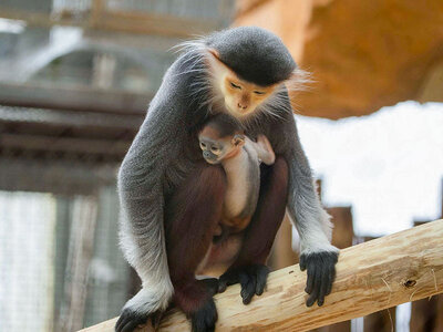 Découverte du ZooParc de Beauval pour 2 adultes et 1 enfant