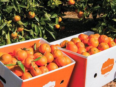 Caja Huerto Ribera: visita a finca y degustación de productos valencianos