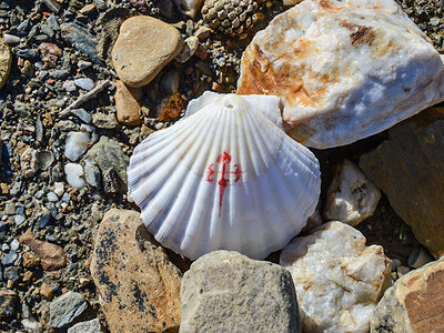 Camino de Santiago Francés con 6 noches, seguro de viaje y credencial