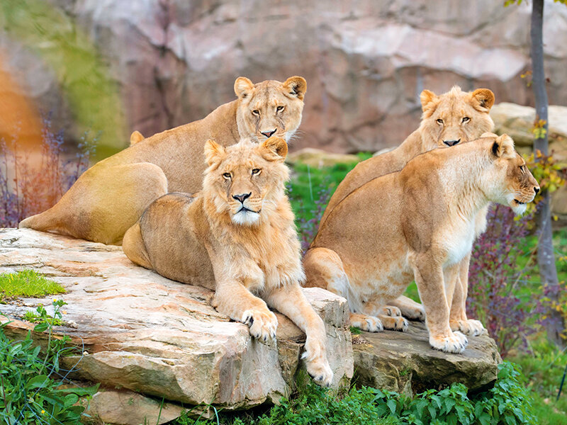 Coffret Entrée pour 1 personne au ZooParc de Beauval