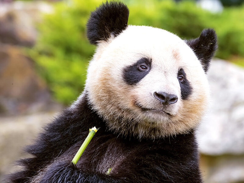 Entrée pour 1 personne au ZooParc de Beauval