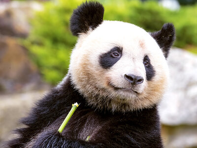 Entrée pour 1 personne au ZooParc de Beauval