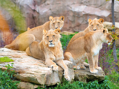 Box Eintritt für 1 Erwachsenen in den ZooParc de Beauval